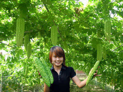 苦瓜高產種植技術 苦瓜高產種植技術