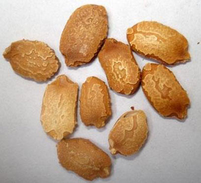 苦瓜種子 苦瓜種子