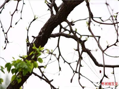 棗樹發芽 棗樹發芽