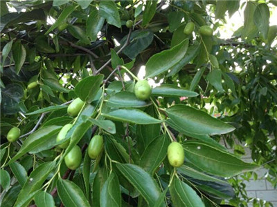 棗樹結果 棗樹結果