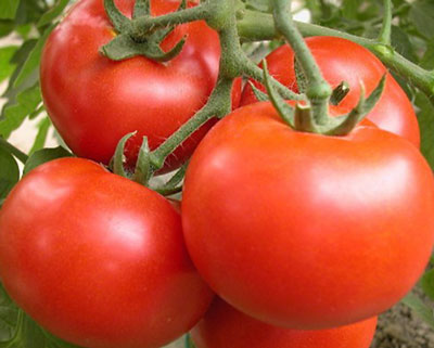 番茄膨果期 番茄膨果期
