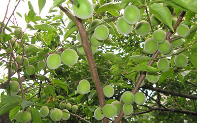 桃樹幼果 桃樹幼果