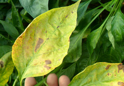 辣椒黃葉 辣椒黃葉