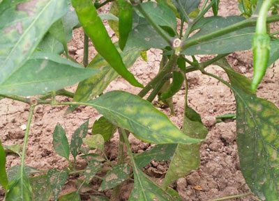 辣椒下層黃葉 辣椒下層黃葉