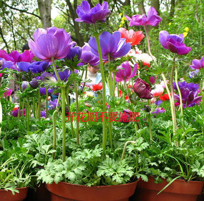 花卉花期 花卉花期