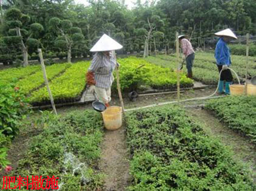 苗木環狀溝施肥 苗木環狀溝施肥