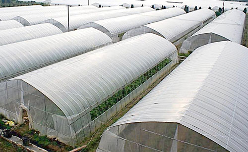 蔬菜大棚 蔬菜大棚