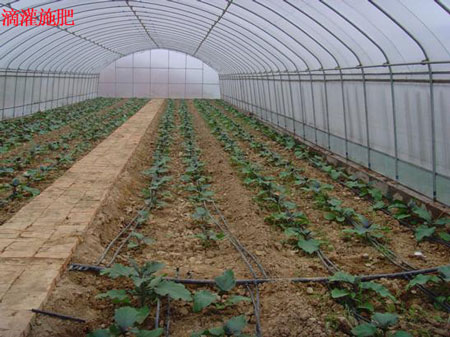 滴灌施肥 滴灌施肥