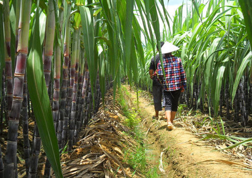 甘蔗種植 甘蔗種植