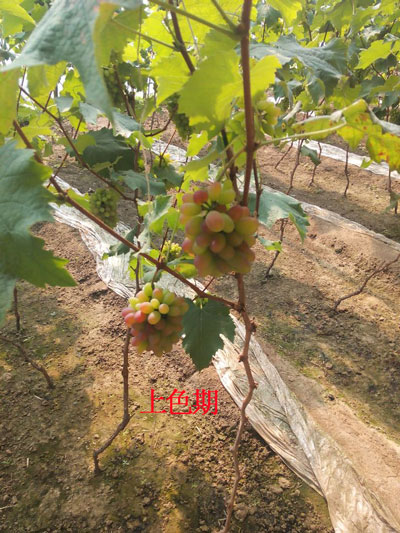 葡萄上色期 葡萄上色期