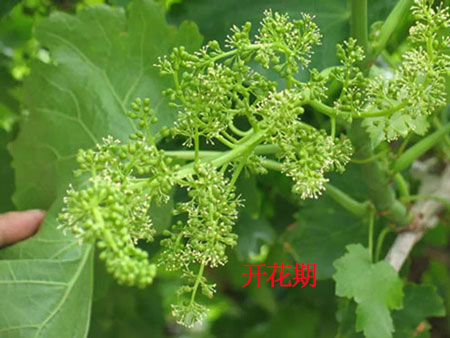 葡萄開花期 葡萄開花期