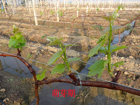 葡萄萌芽期 葡萄萌芽期