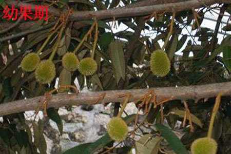 榴蓮幼果期 榴蓮幼果期