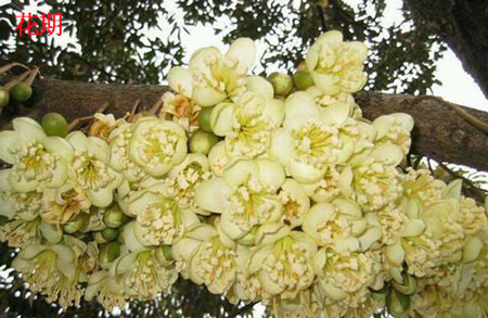 榴蓮開花期 榴蓮開花期