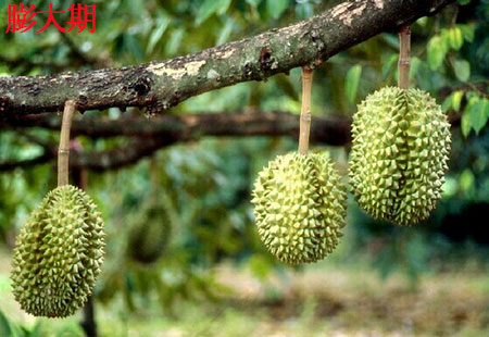 榴蓮盛果期 榴蓮盛果期