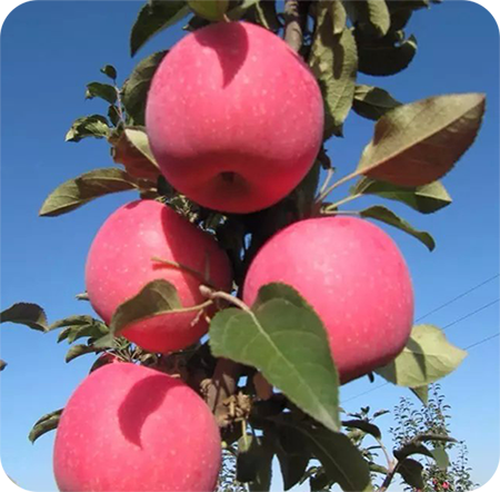 富士蘋果盛果期 富士蘋果盛果期