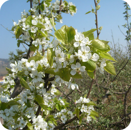 富士蘋果開花期 富士蘋果開花期