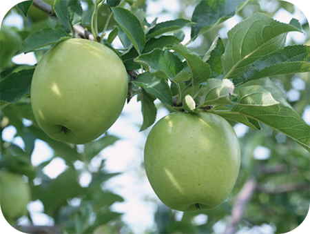富士蘋果幼果期 富士蘋果幼果期