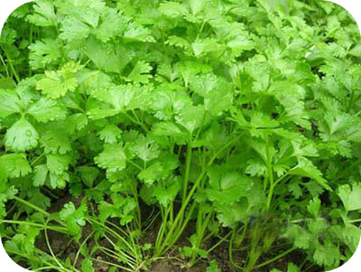 芹菜幼苗 芹菜幼苗