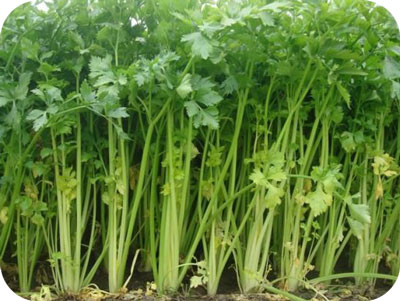 芹菜生長旺盛期 芹菜生長旺盛期
