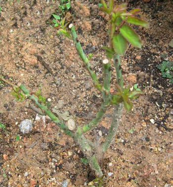 玫瑰花發芽期 玫瑰花發芽期