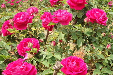 玫瑰花施肥指南 玫瑰花施肥指南