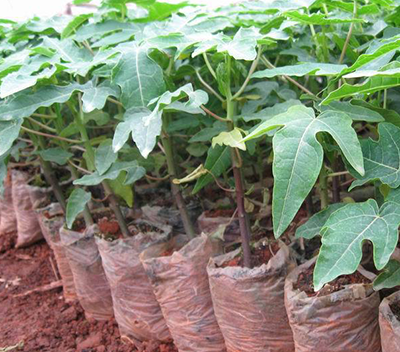 培育木瓜壯苗 培育木瓜壯苗