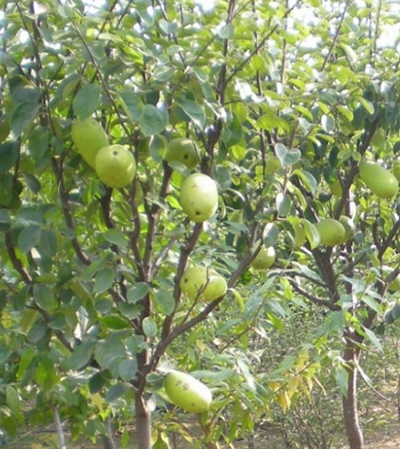 木瓜沖施肥使用技術 木瓜沖施肥使用技術