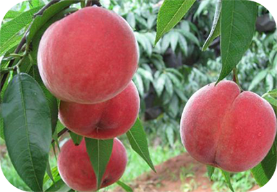 桃樹沖施肥使用技術(shù) 桃樹沖施肥使用技術(shù)