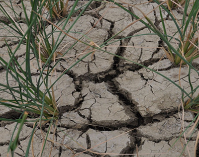 作物缺水 作物缺水