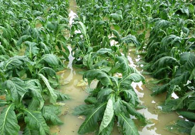 作物水害 作物水害