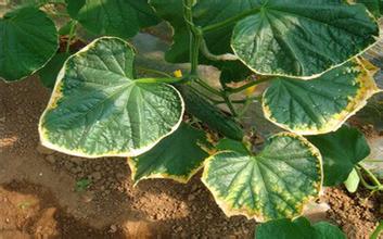 無機肥害 無機肥害