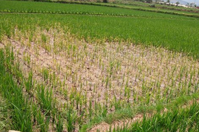 有機肥害 有機肥害