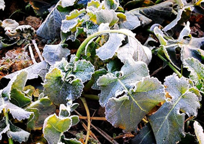 作物凍害 作物凍害