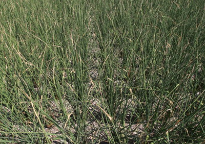 作物高溫危害 作物高溫危害