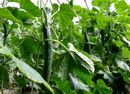 黃瓜結瓜期施肥 黃瓜結瓜期施肥