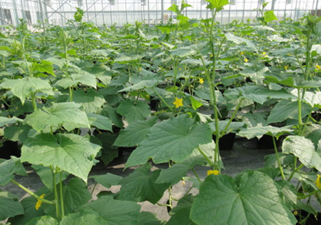 黃瓜花期施肥 黃瓜花期施肥