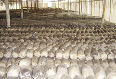 木耳營養料 木耳營養料