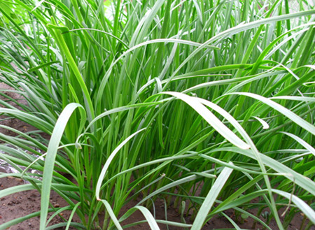 韭菜沖施肥使用技術 韭菜沖施肥使用技術