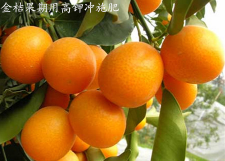 金桔果期沖施肥使用技術(shù) 金桔果期沖施肥使用技術(shù)