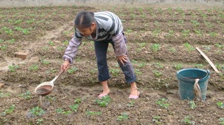 草莓育苗沖施肥施肥方法 草莓育苗沖施肥施肥方法