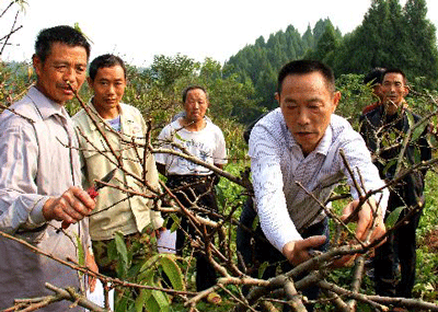 桃樹修剪技術(shù) 桃樹修剪技術(shù)