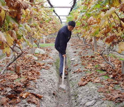 葡萄園翻土 葡萄園翻土