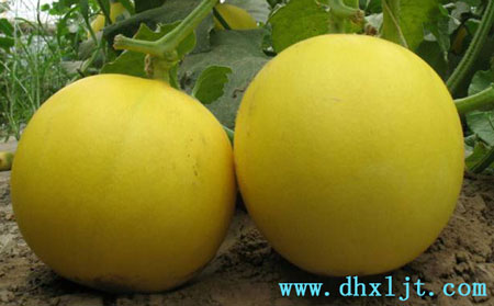 甜瓜沖施肥增產哪種好 甜瓜沖施肥增產哪種好