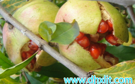 石榴裂果原因有哪些 石榴裂果原因有哪些