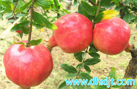 沖施肥正確使用方法 沖施肥正確使用方法