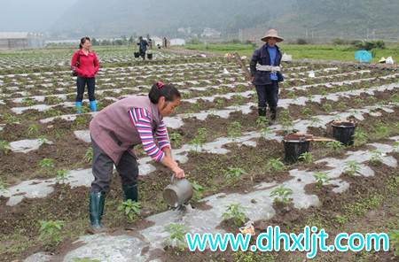 辣椒施肥選擇及方案 辣椒施肥選擇及方案