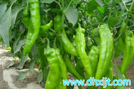 辣椒沖施肥用法 辣椒沖施肥用法