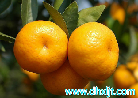 柑橘采果后為什么還要施肥? 柑橘采果后為什么還要施肥?