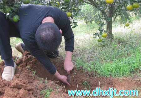 柑橘?zèng)_施肥使用方法 柑橘?zèng)_施肥使用方法